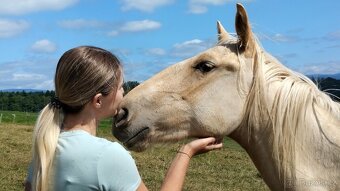 Palomino Appaloosa valášek - 2