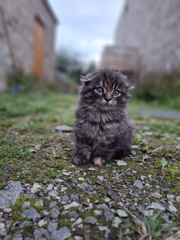 Chlupatá koťata každé jiné - 2