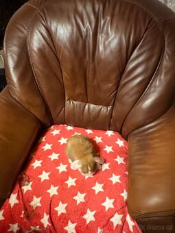 Elliot a Ellie - zakrslí beránci/minilop - 2