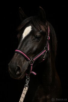 Welsh part bred klisna s PP - 2