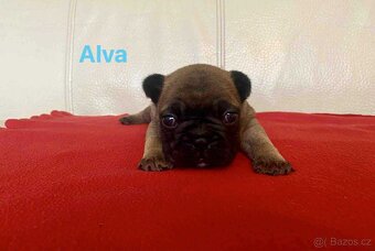 Štěňata francouzského buldočka - 2