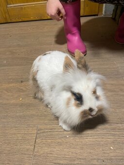 Zakrslý králík - 2