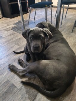 Cane Corso – fenečka s PP | k prodeji - 2