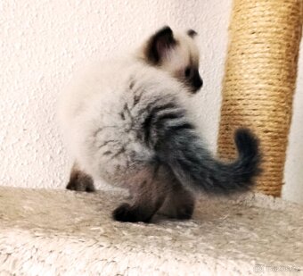 koťátka Ragdoll - 2