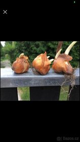 Prodám cibule kytky Ocún - 2