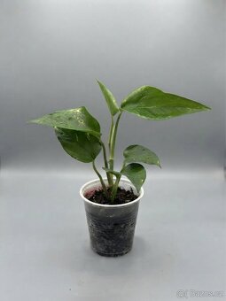 Epipremnum - 2