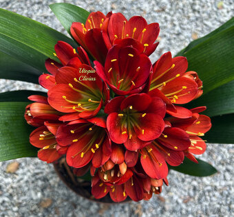 Klívie- Clivia Belgium Bronze- RARITA - 2