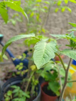 Rajčata sazenice 28 Kč/kus. CHERRY, oválná, masitá - 2