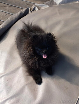 Pomeranian černá fenka s PP - 2