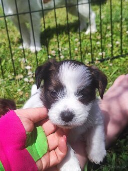 Jack Russell teriér ( Rusel teriér) s PP - 2