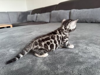 Bengalska kočka, koťatá s rodokmenem - 2