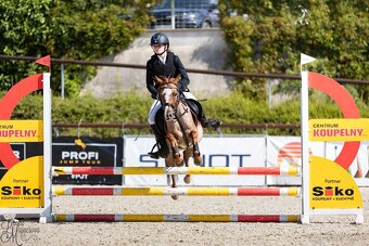 Welsh pony klisna - 2
