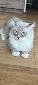 Ragdoll - 2