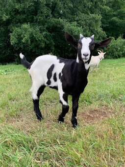 Připouštění velkým černým kozlem - 2