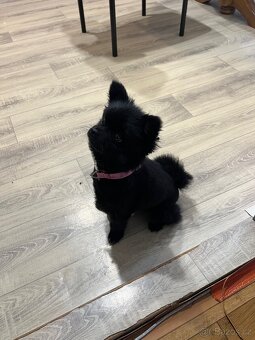 Pomemarian (německý špic malý) - 2