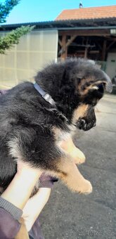 Štěňata německého ovčáka  bez PP - 2