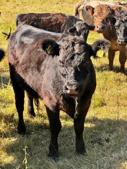 Galloway x Abrdean angus - 2