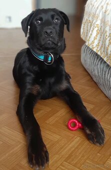 Rotvajler štěně bez pp - 2