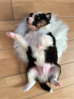 Australský ovčák bez PP REZERVACE - 2