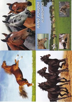 pohledy zvířat - 2