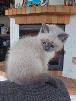 Koťátka – britská kočka – colorpoint - 2