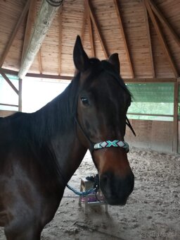 Prodám holanského teplokrevníka. - 2