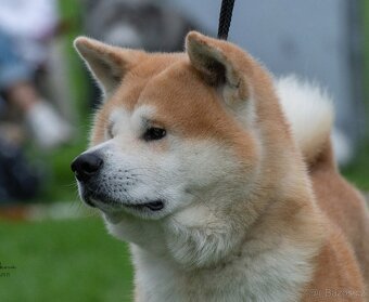 Akita inu krytí - 2