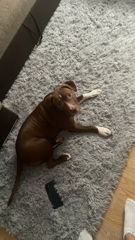 Prodám pitbula - 2