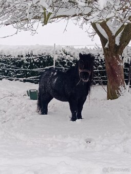 Připouštění shetland pony - 2