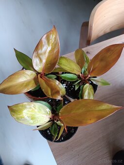 Philodendron Prince of Orange a Red Sun - 2