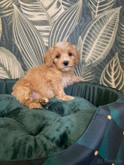 Maltipoo štěňátka - 2