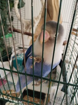 Agapornis Fisery - 2