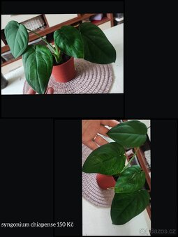 syngonium, monstera, epipremnum, philodendron - 2