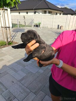 Cane Corso - 2