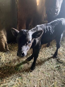 Prodám telátko holčičku Dahomey - 2