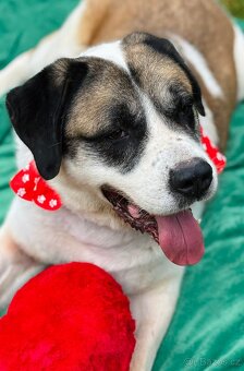 DAG - SAO 74 kg, kastrovaný psík 8 let - 2