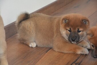 Shiba s průkazem původu - 2