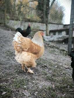 Dvě letošní slepice - 2