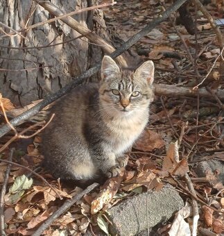 Nabidka koťatek - 2
