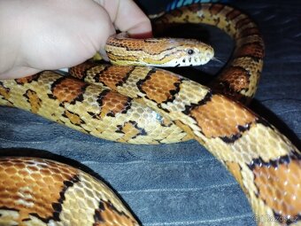 Užovka červená - 2