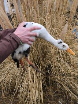 Indický běžec - 2