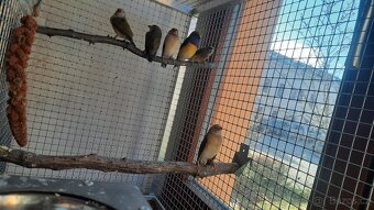 PRODÁM AG A KANÁRY - 2