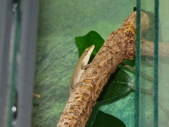 Anolis rudokrký (Anolis carolinensis) - 2