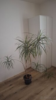 Dracena - 2