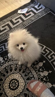 Pomeranian - 2