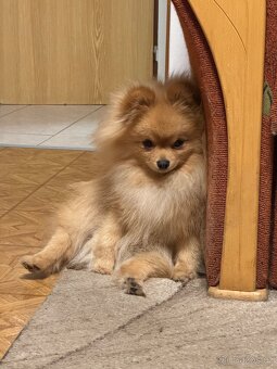 Pomeranian s PP - 2