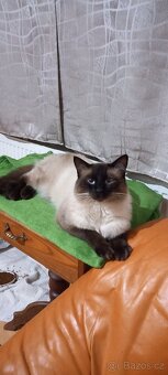 Ragdoll kocour na krytí - 2