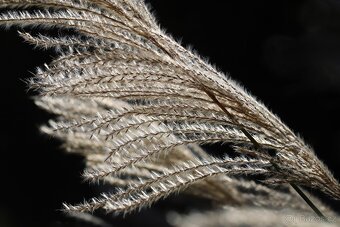 Miscanthus chinensis Ozdobnice cinska - 2