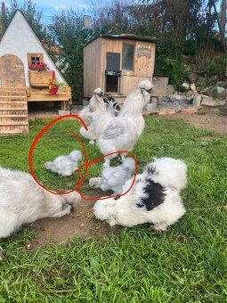 Hedvábnička kuřata kohout indický běžec - 2