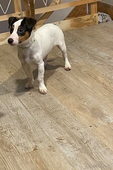 Jack Russell teriér - 2